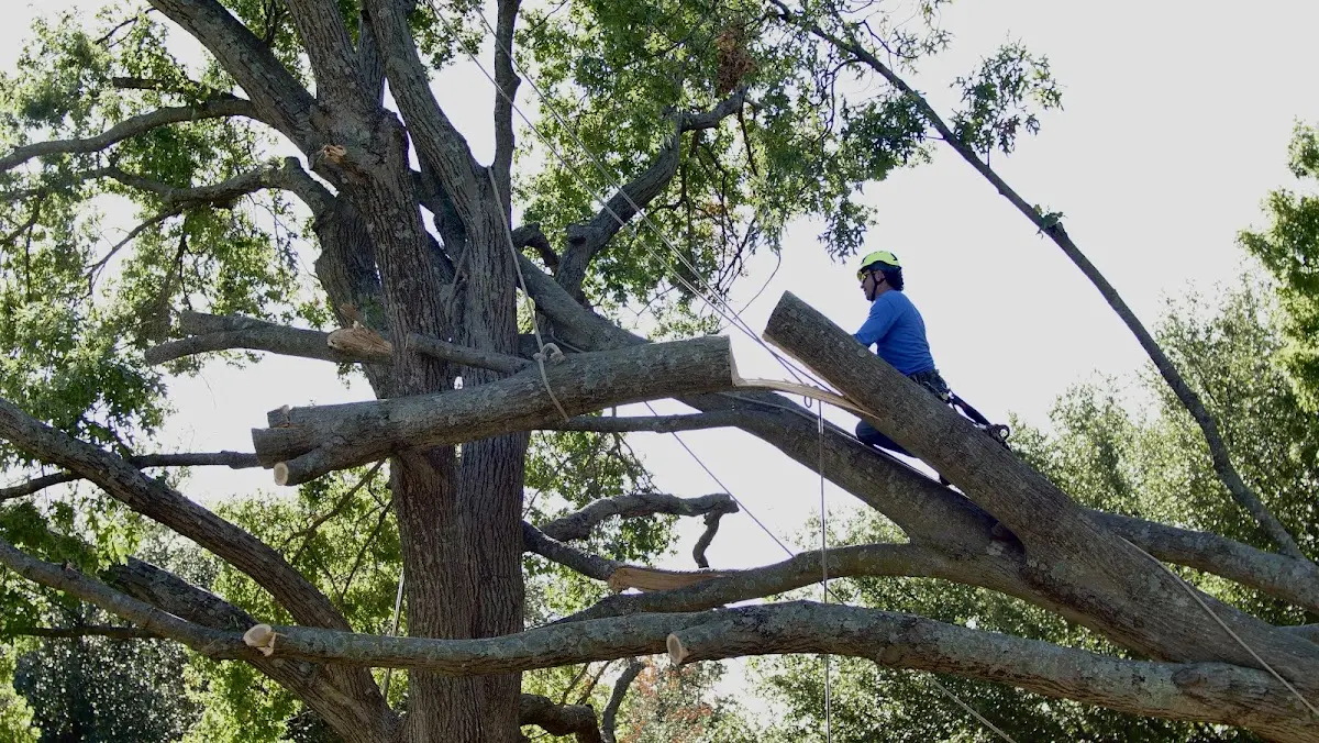 Professional Crown Thinning performed by certified arborists in Salisbury